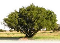 ADAGUEN Huile d'argan
